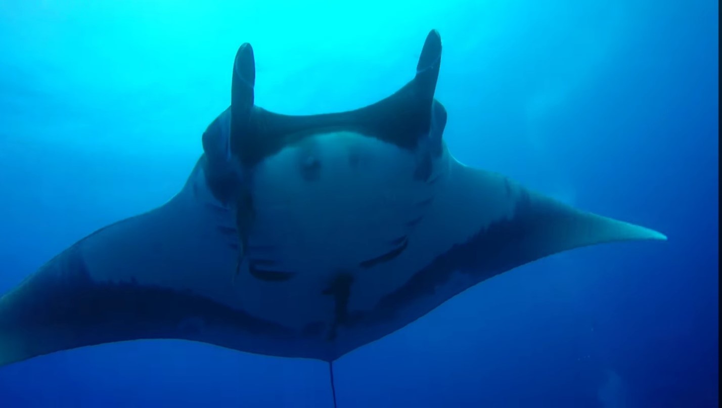 Manta ray 1